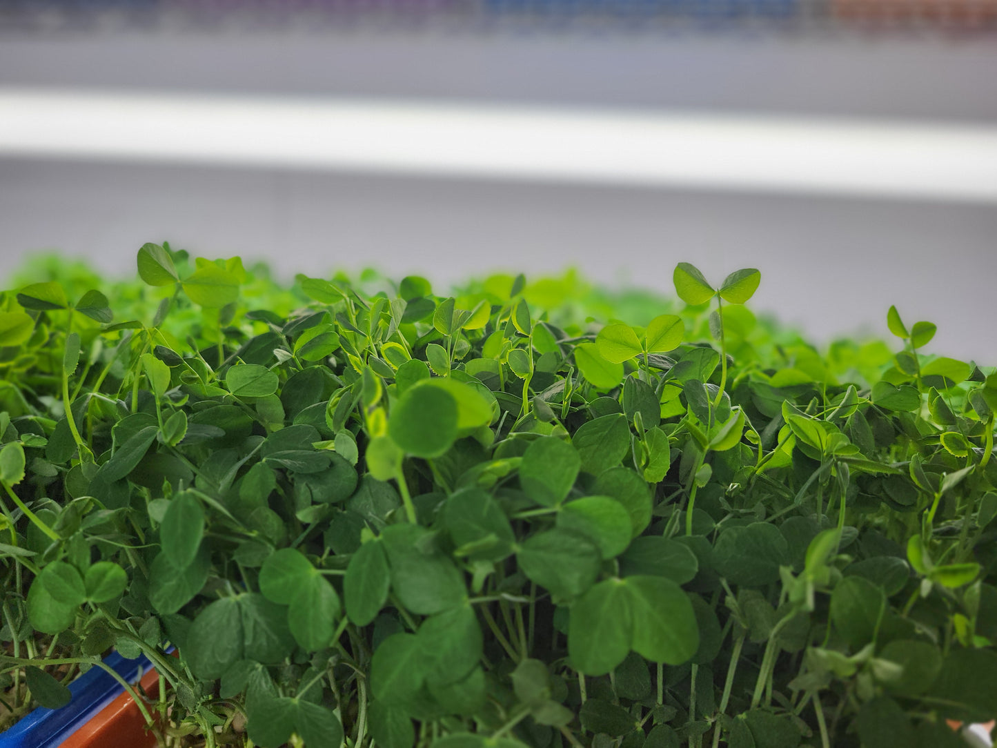 WHOLESALE MICROGREENS - Sweet Peas 16oz