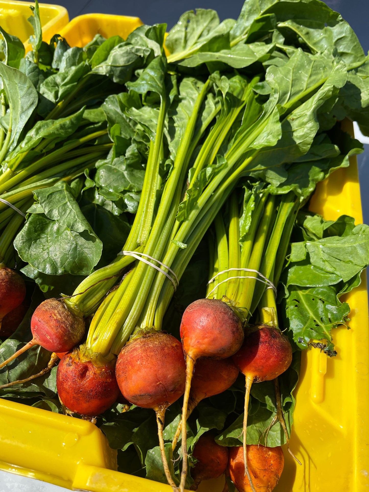 WHOLESALE - Golden Beets