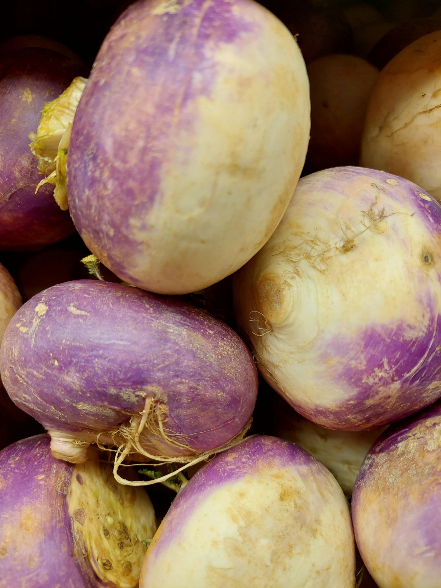 WHOLESALE - Turnips