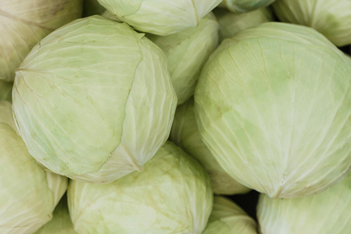 WHOLESALE - Green Cabbage