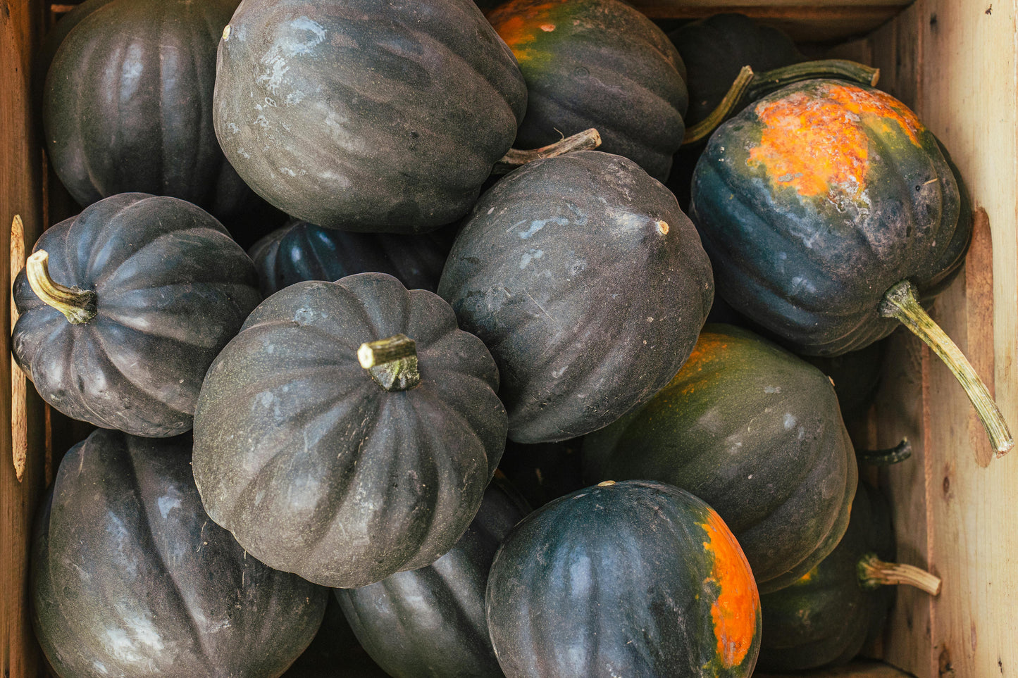 WHOLESALE - Acorn Squash