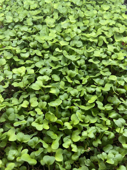 WHOLESALE MICROGREENS - Radish 16 oz