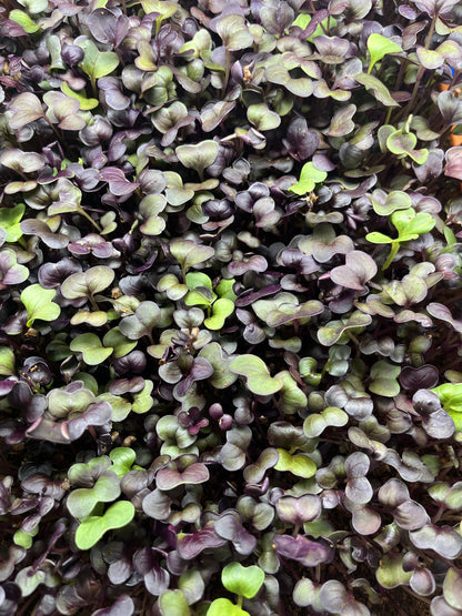 WHOLESALE MICROGREENS - Radish 16 oz